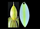 HS: Hot shad (#0116) -Single white chart willow