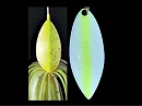 HS: Hot shad (#0116) -Double white chart silver willow