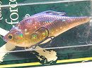 GP Tequila shad