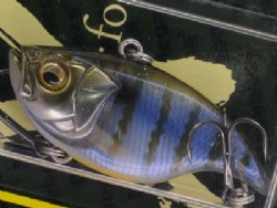 Gillkko DNA