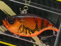 Wild craw
