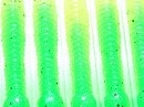 Angry chartreuse (#00A8)