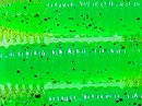 Green tea (#00A3)