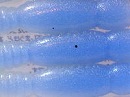 Natural pro blue (#00C0)