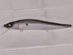 Ozark shad