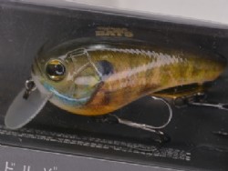 3D male gill (#868)