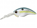 Queen shad (#289)