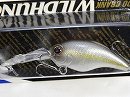 American shad (#253)