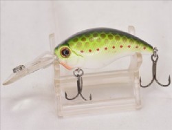 Olieve copper shad