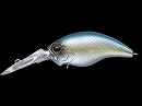 Blueback herring (#239)