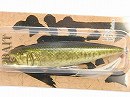 Large mouth bass