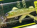 GG Moss back golden shad