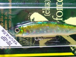GG Tennessee shad