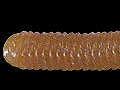 Cinnamon solid