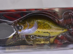 Murraycod