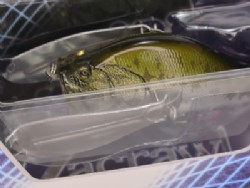 Largemouth bass