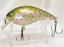 Rainbow trout