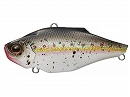 King shad (#272)