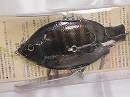 Wild gill (#06)